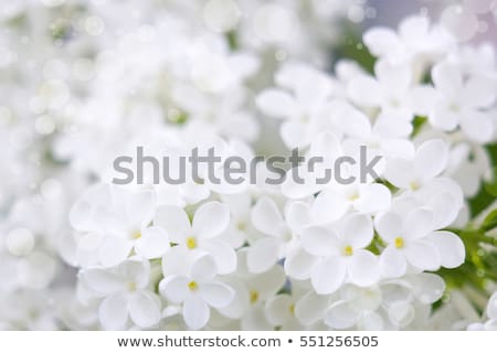 Сток-фото: Blooming Lilac Flowers
