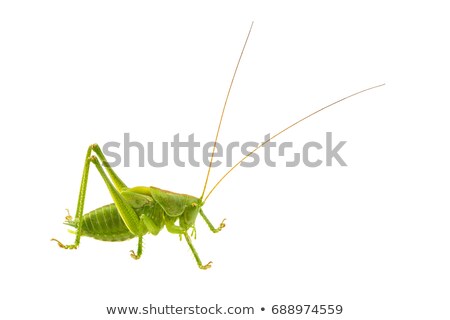 Zdjęcia stock: Green Grasshopper In Green Nature