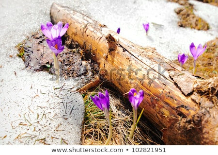 Foto stock: Wild Spring Crocuses Growing Through Snow And Hay At Forest
