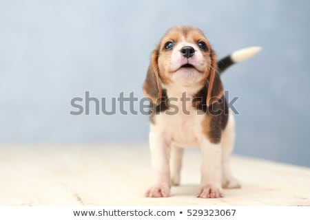Stock fotó: Beagle Puppy