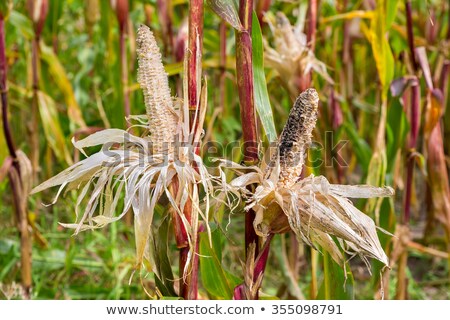 Foto stock: Two Eaten Damaged Corncobs In Corn Field