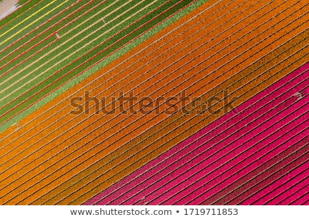 Foto stock: Fields Full Of Dutch Colorful Tulips