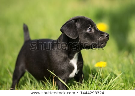 Zdjęcia stock: Portrait Of Patterdale Terrier In A Garden