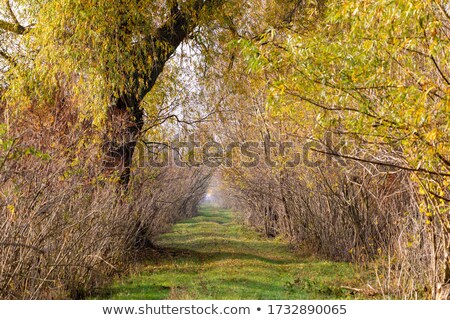 Stockfoto: Fall Colored Alley In Hortobagy Hungary