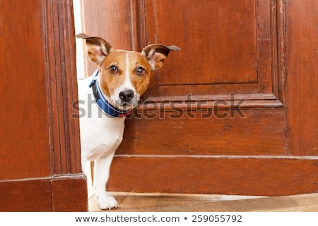 商業照片: Nosy Dog At The Door