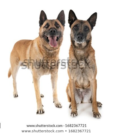 Two Belgian Shepherd Dogs Zdjęcia stock © cynoclub