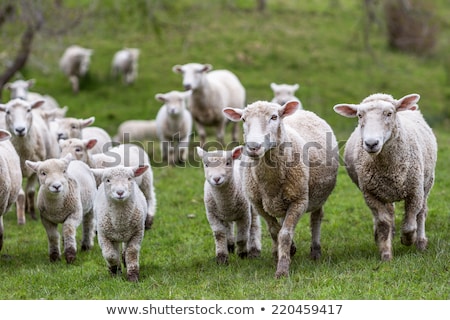 ストックフォト: Sheep And Lamb On Green Field