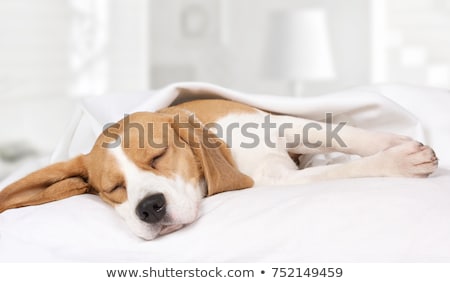 Stock fotó: Dog Sleeping In Bed