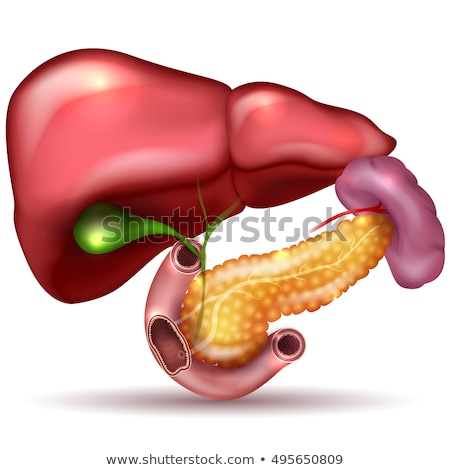 Stock fotó: Liver Pancreas Gallbladder And Spleen Detailed Drawing On A Wh