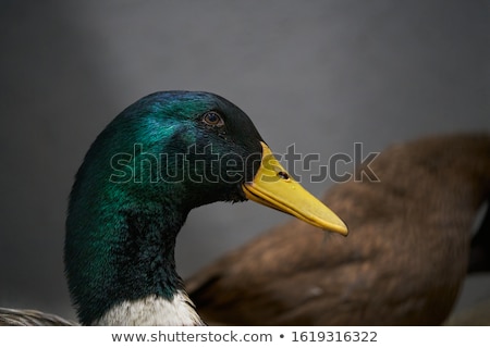 [[stock_photo]]: Duck In The Water