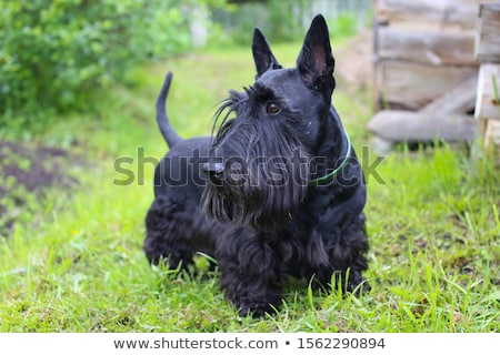 Foto stock: Black Dog Scottish Terrier Breed