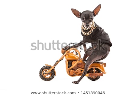 [[stock_photo]]: Motorbike Dogs