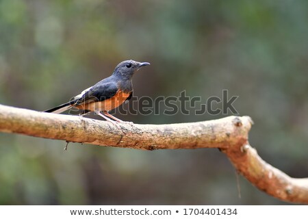 Stockfoto: White Rumped Shama Copsychus Malabaricus