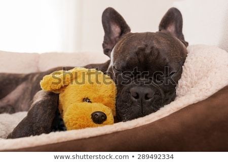 [[stock_photo]]: Sick Ill Dog In Bed