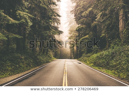 Stockfoto: Forest Road