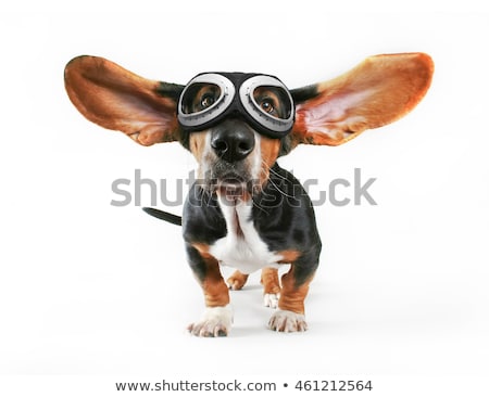 Stock photo: Pilot Dog