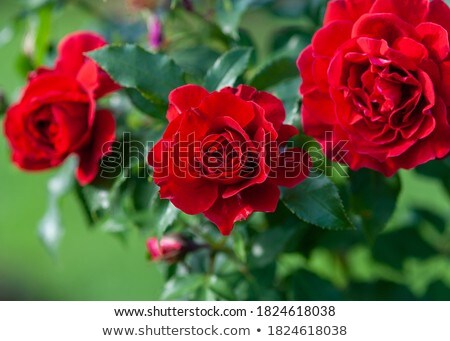 Сток-фото: Shrub And Roses