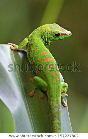 Stock fotó: Little Green Gecko