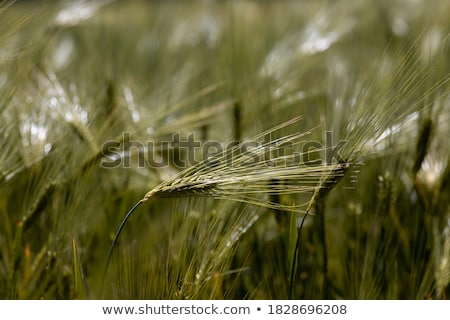 Zdjęcia stock: Corn Field With Spica In Detail