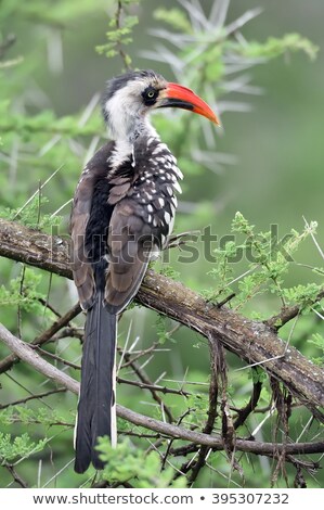 Stock photo: Northern Red Billed Hornbill