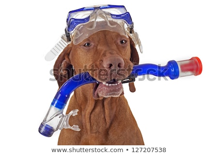 Stock fotó: Scuba Diving Dog