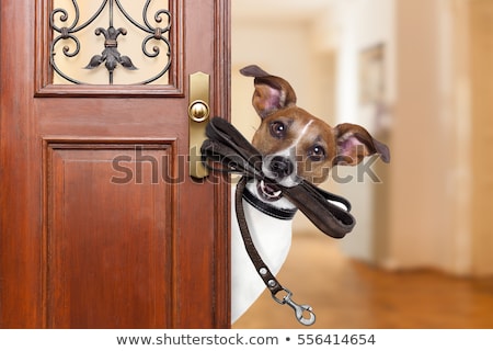 Foto stock: Leash Dog Ready For A Walk