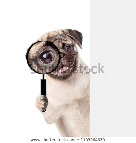 Stock fotó: Magnifying Glass Dog