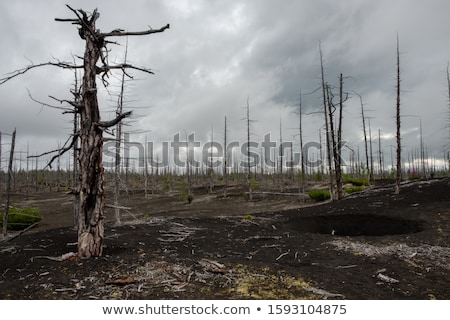 [[stock_photo]]: Orêt · morte