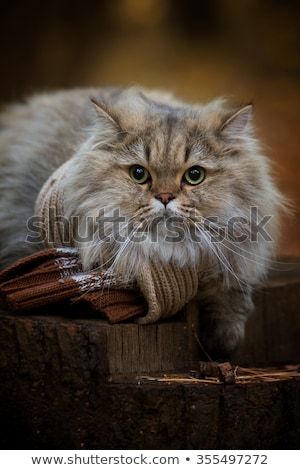 Stock photo: The Fluffy Cat Sits On A Stub