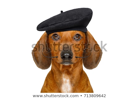 Foto stock: French Sausage Dog