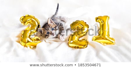 Stock photo: Happy New Year Dog Celberation