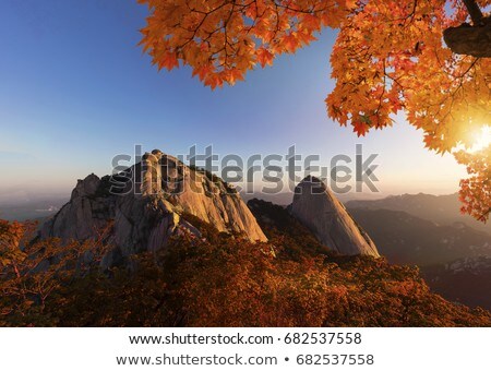 ストックフォト: Flowers On Bukhansan Mountains South Korea