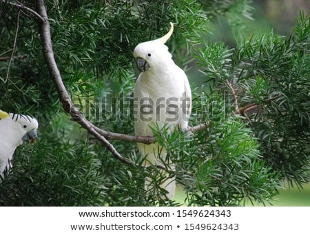 Stock photo: Cockatoos In Park