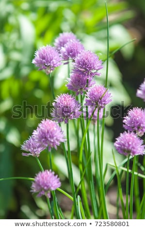 Stock foto: Chives In Bloom