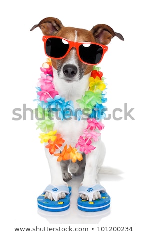 Stock foto: Gay Dog With Funny Shades
