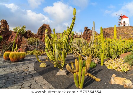 Stok fotoğraf: Beautiful Windmill With Cactus Garden In Lanzarote