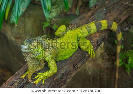 Stockfoto: Green Iguana