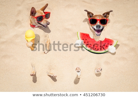 Foto d'archivio: Couple Of Dogs Buried In Sand