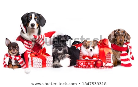 [[stock_photo]]: Christmas Santa Dog