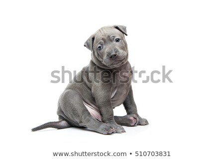 Stock photo: Thai Ridgeback Puppy Isolated On White