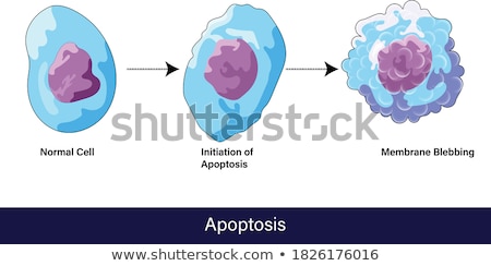 Stok fotoğraf: Apoptosis