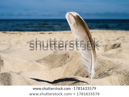 Stockfoto: Feather In The Sand