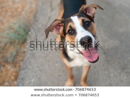 Stock foto: Close Up Curious Dog Looks Up