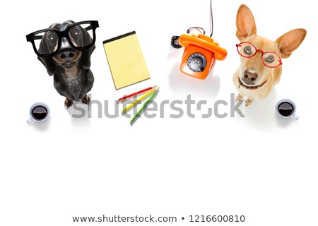 [[stock_photo]]: Office Worker Businessman Couple Of Team Dogs