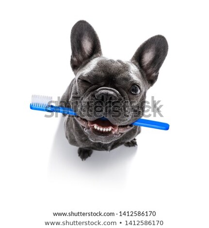 Stok fotoğraf: Dental Toothbrush Dog