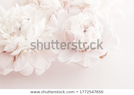 Stock fotó: Blooming Peony Flowers As Floral Art Background Botanical Flatlay And Luxury Branding