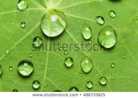 Stok fotoğraf: Rain Drop On Lotus Leaf