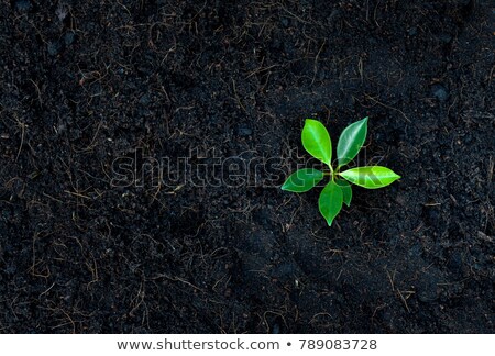 Imagine de stoc: Pile Of Black Garden Soil With Young Plant