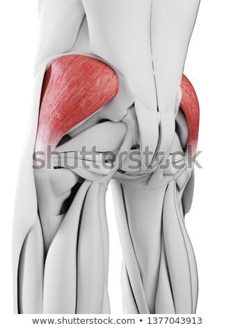 Stok fotoğraf: 3d Rendered Illustration - Bottom Muscle