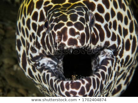 Stock photo: Honeycomb Moray Eel Close Up